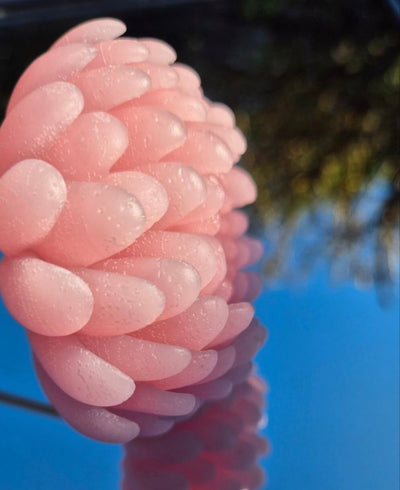 light pink single wax melt flower with a background of the sky 